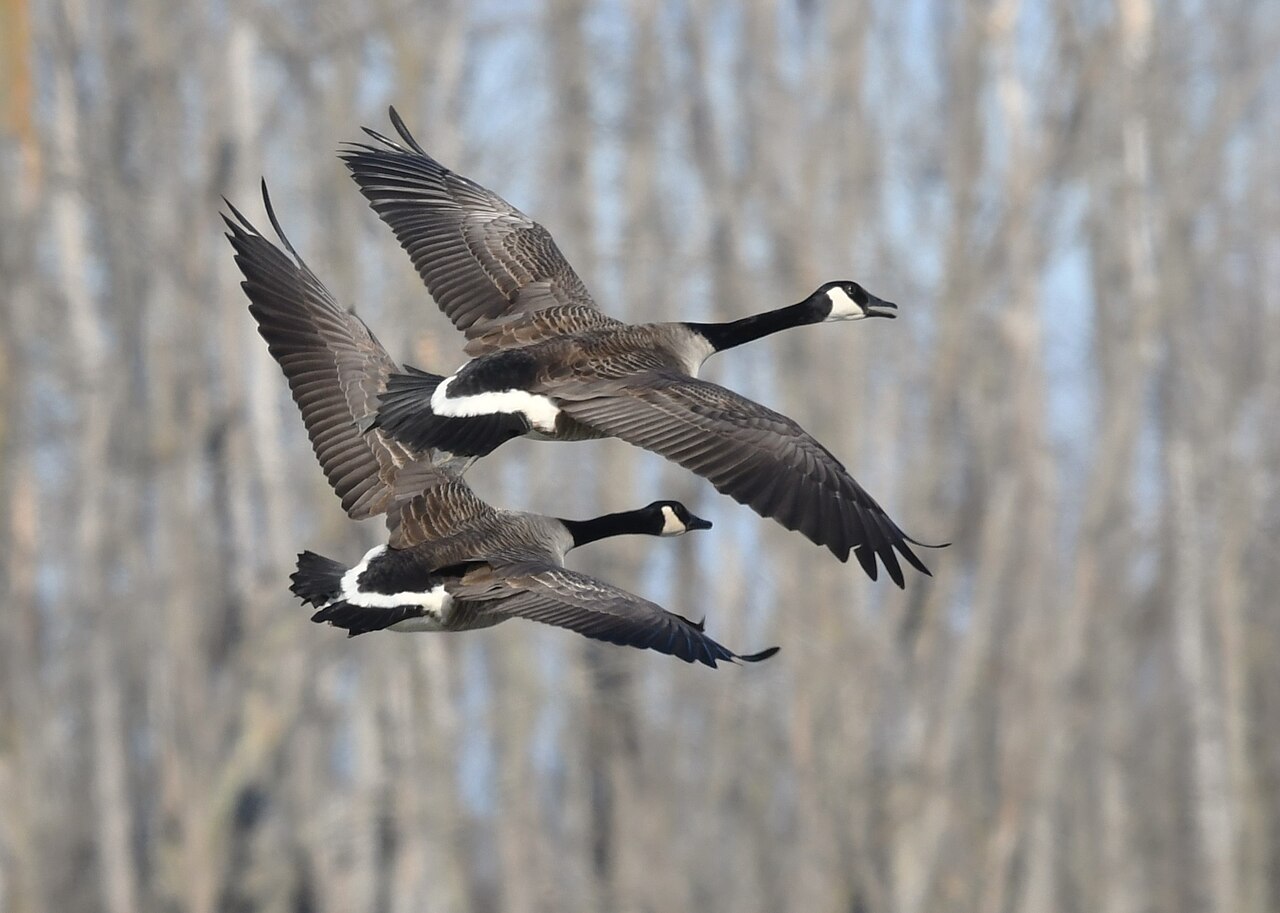 Canada geese in flight
