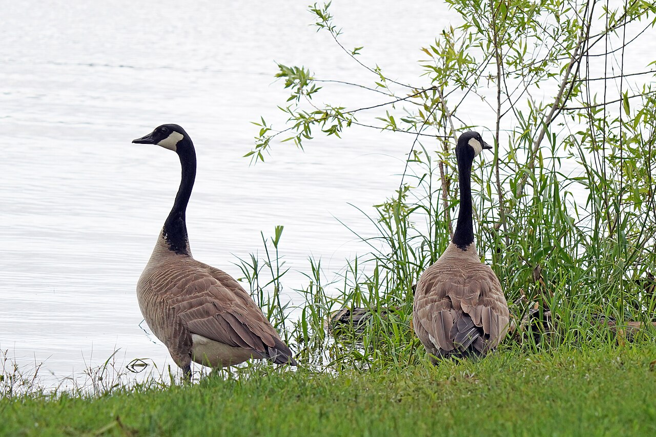 Pair of Canada geese at the water edge