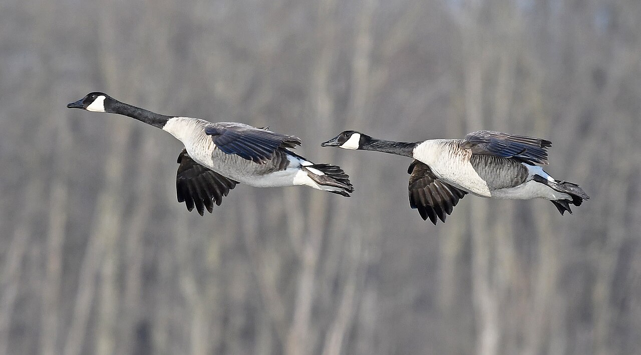 Canada geese flying low