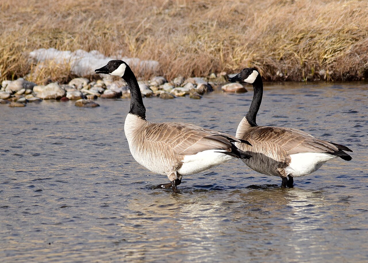 Canada geese wading
