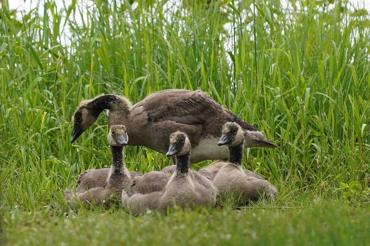 Canada geese with goslings in grass