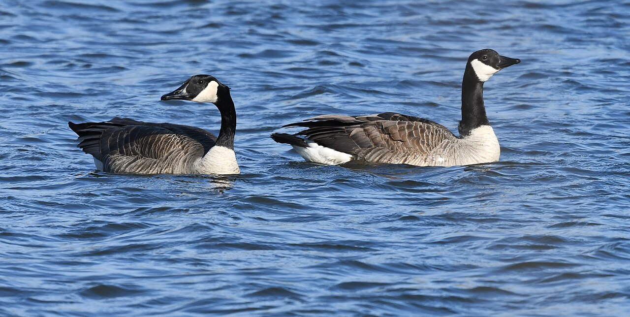 Canada geese on a pond