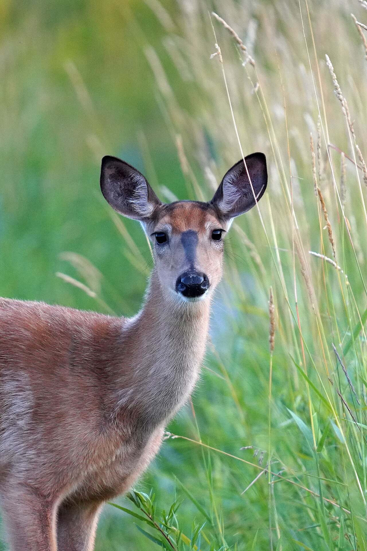White-tailed doe portrait