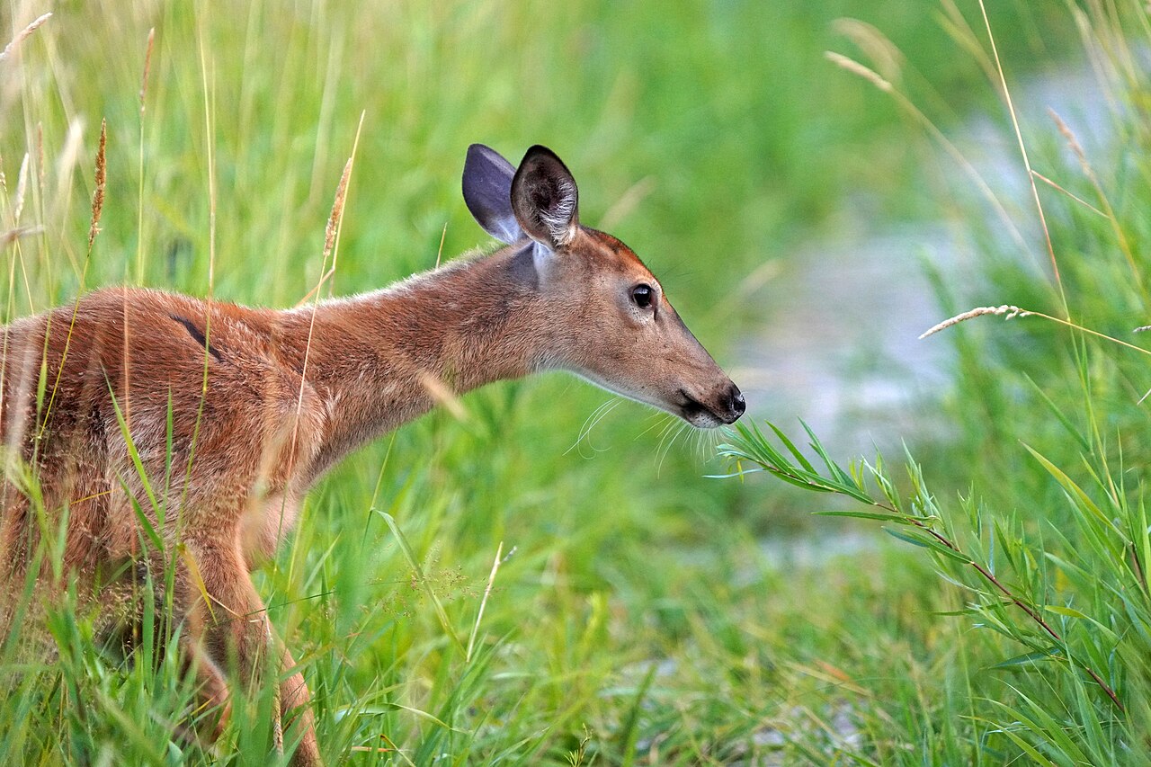White-tailed deer fawn browsing