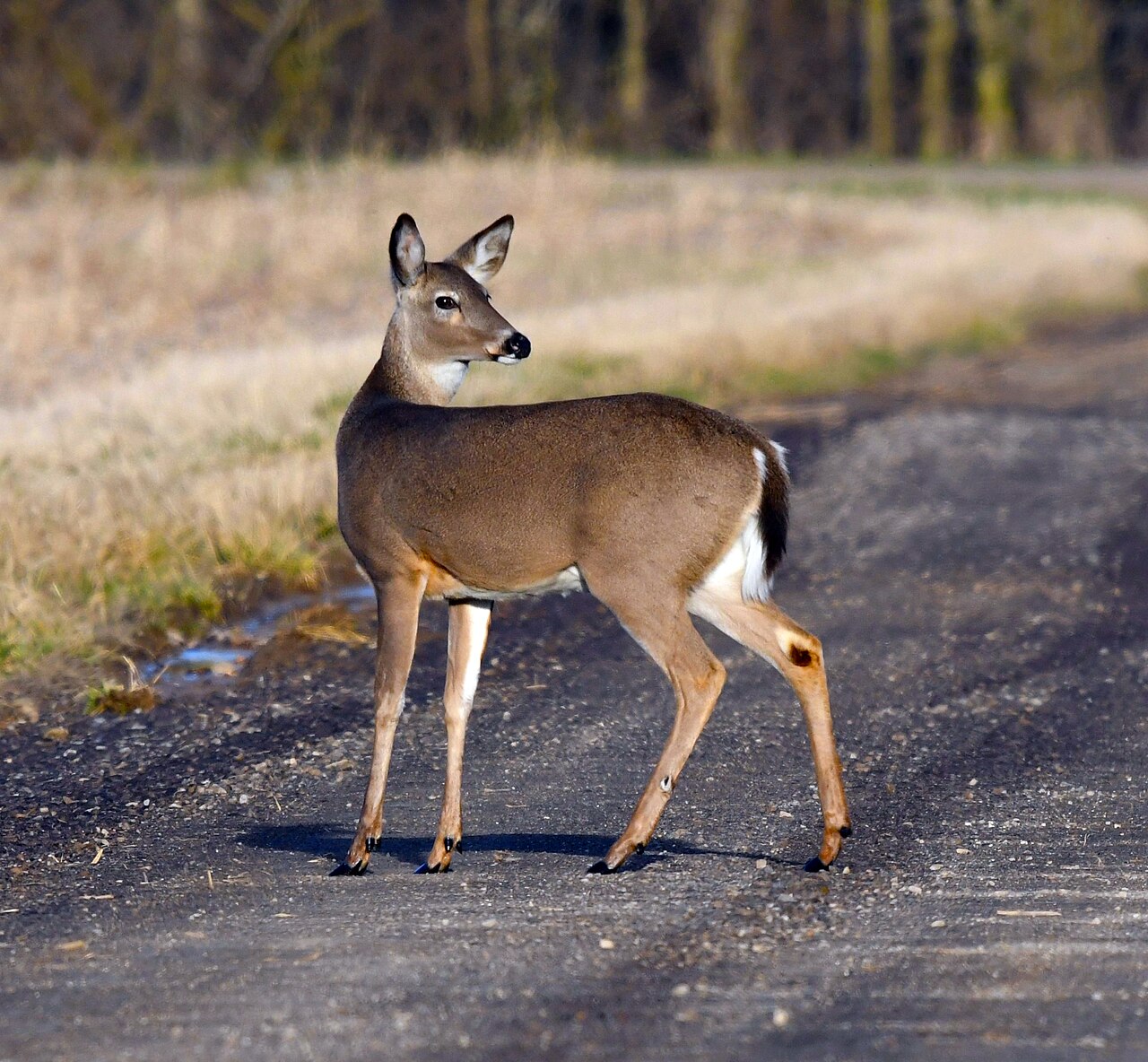 White-tailed deer crossing a farm lane