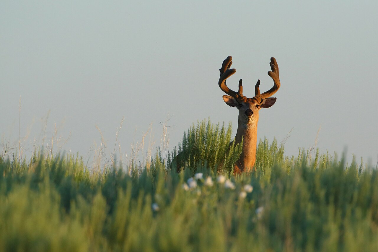 White-tailed buck in a field