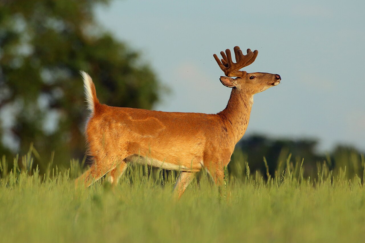 White-tailed buck at the edge of a field