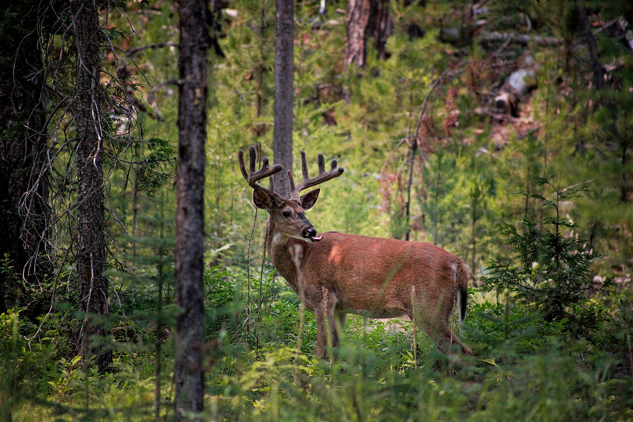White-tailed buck in the woods