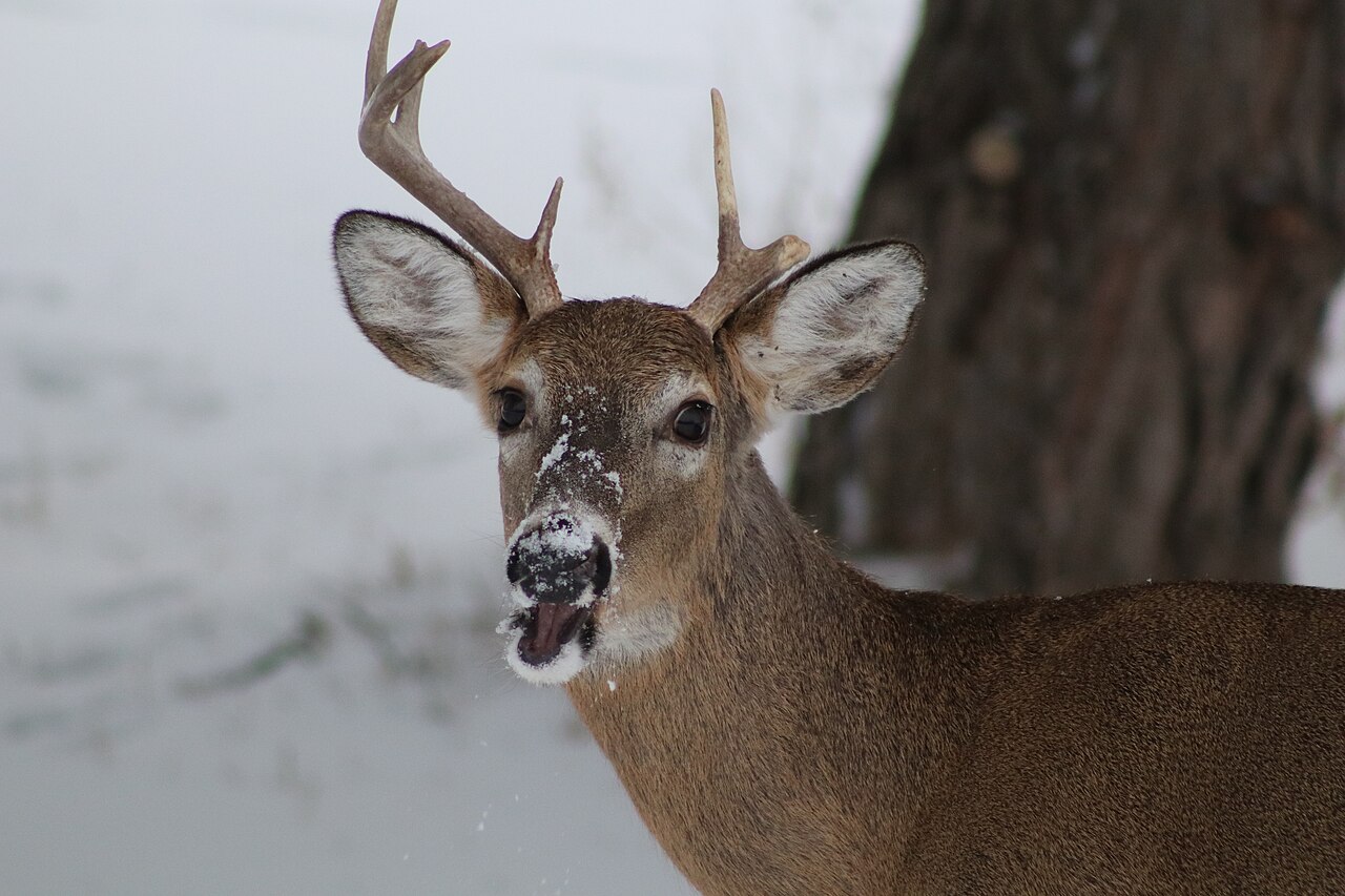 Young white-tailed buck