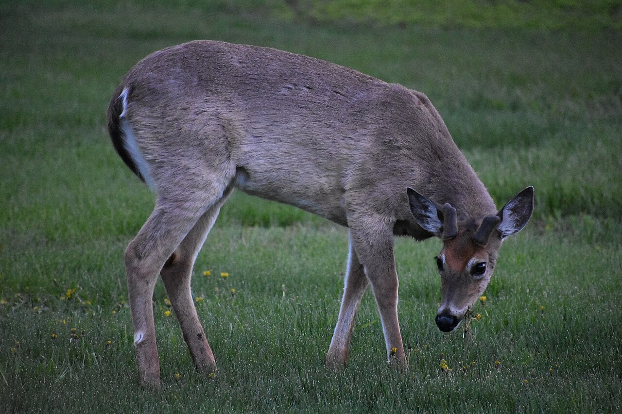 White-tailed deer grazing