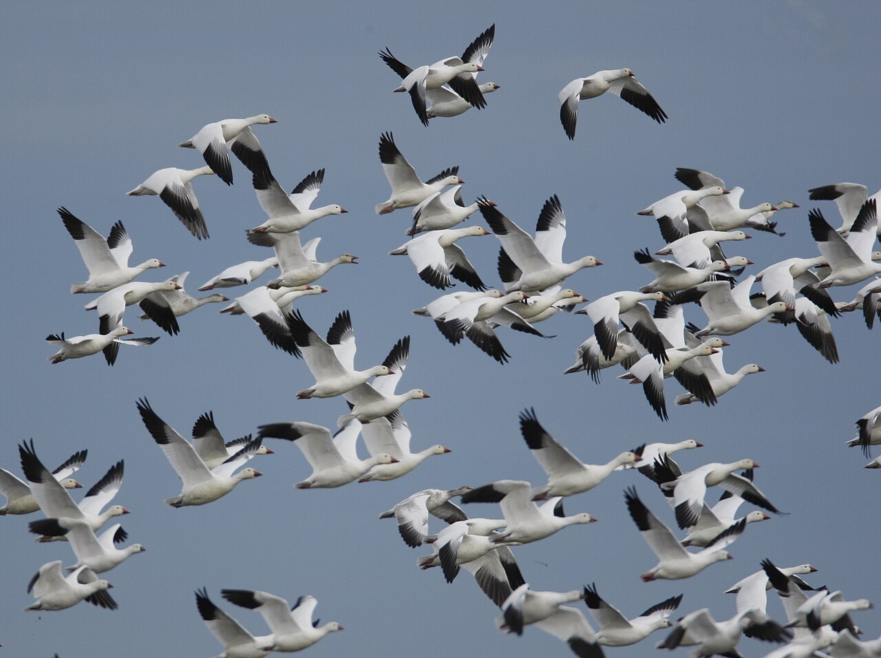 Snow geese in flight