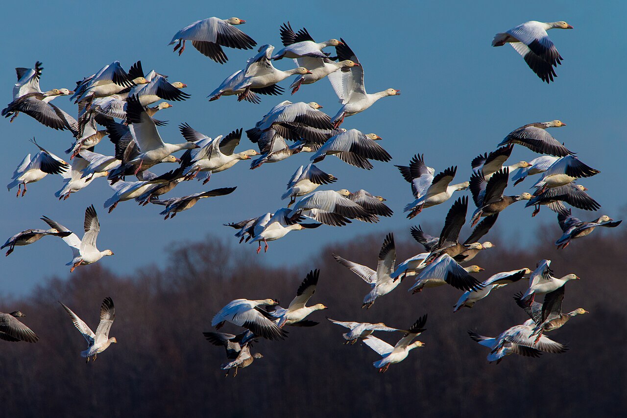 Flock of snow geese lifting off