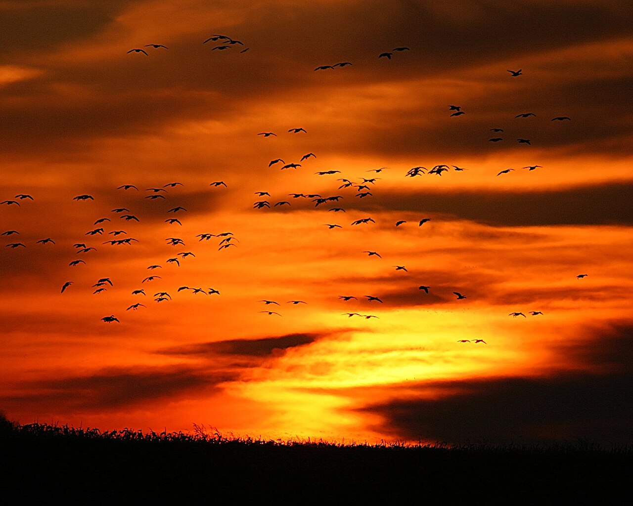 Snow geese flying at sunset