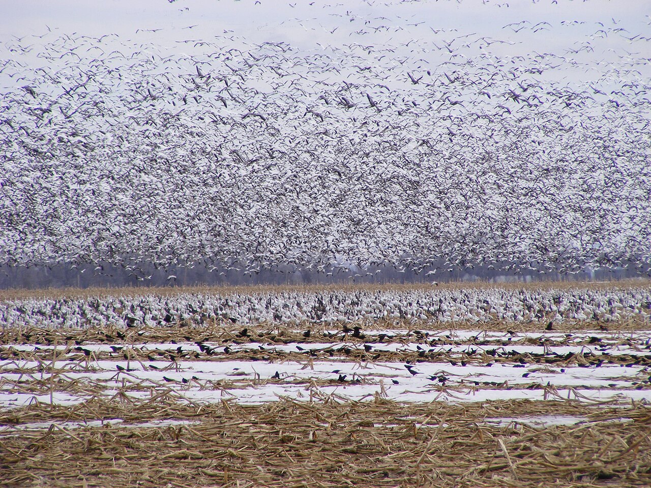 Thousands of snow geese on a field