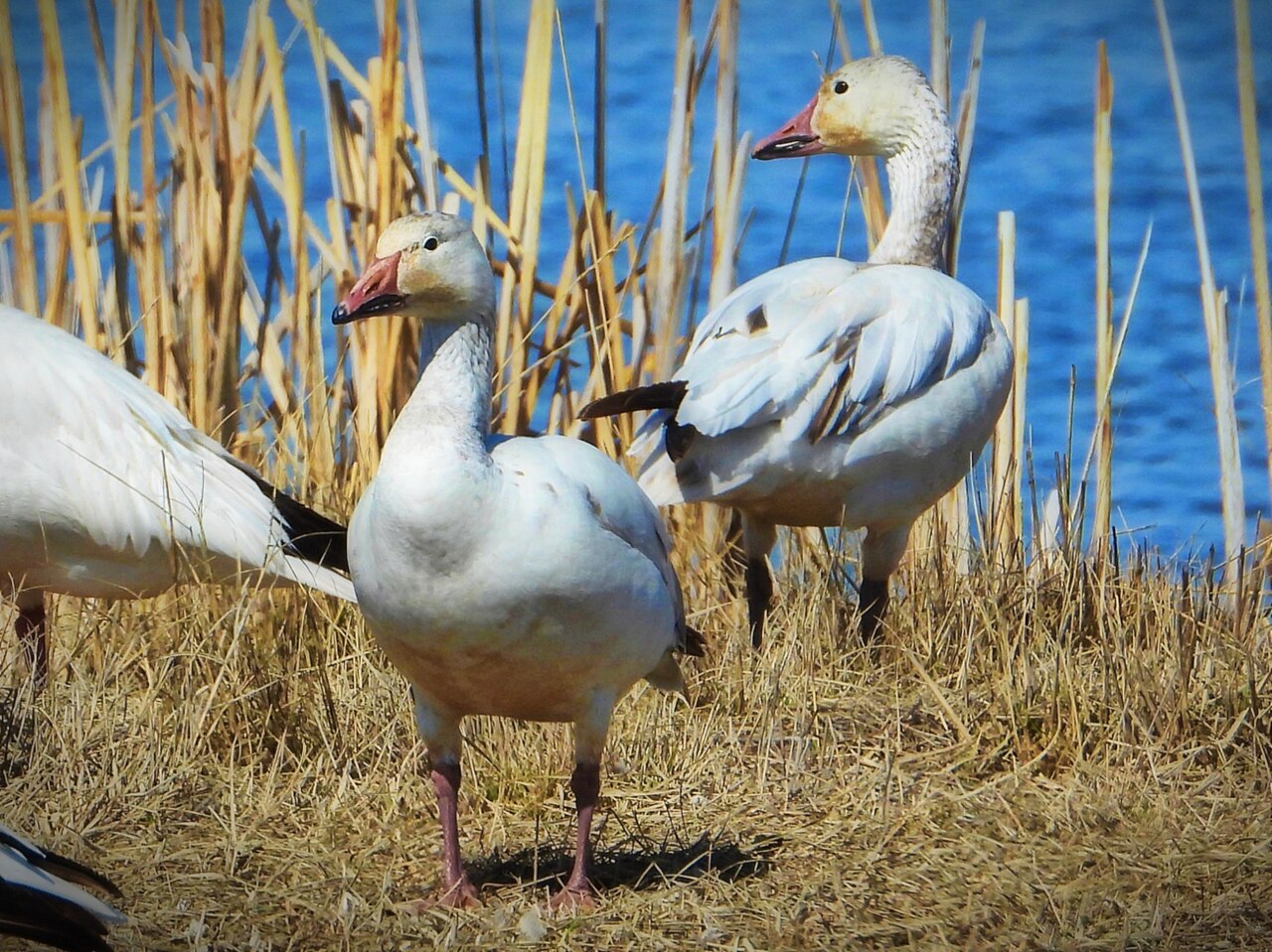 Snow geese close up