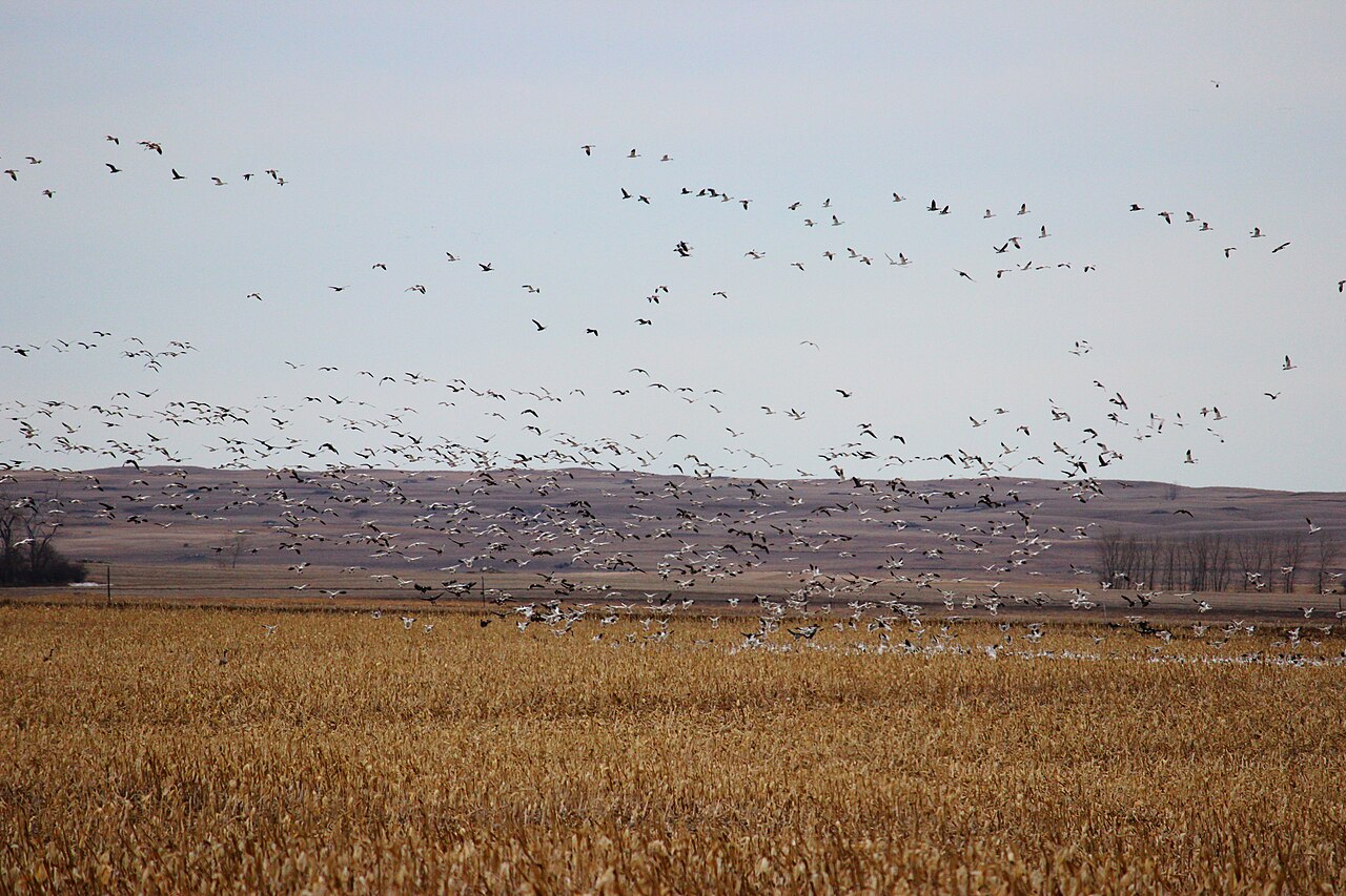 Snow geese feeding on a farm field