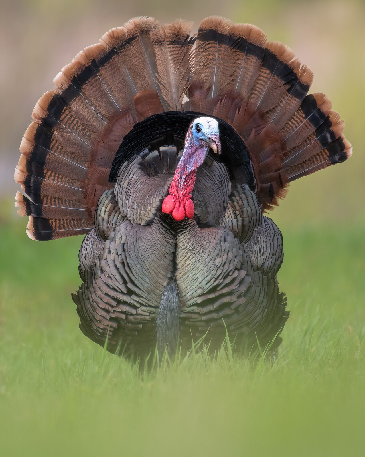 Strutting eastern wild turkey gobbler