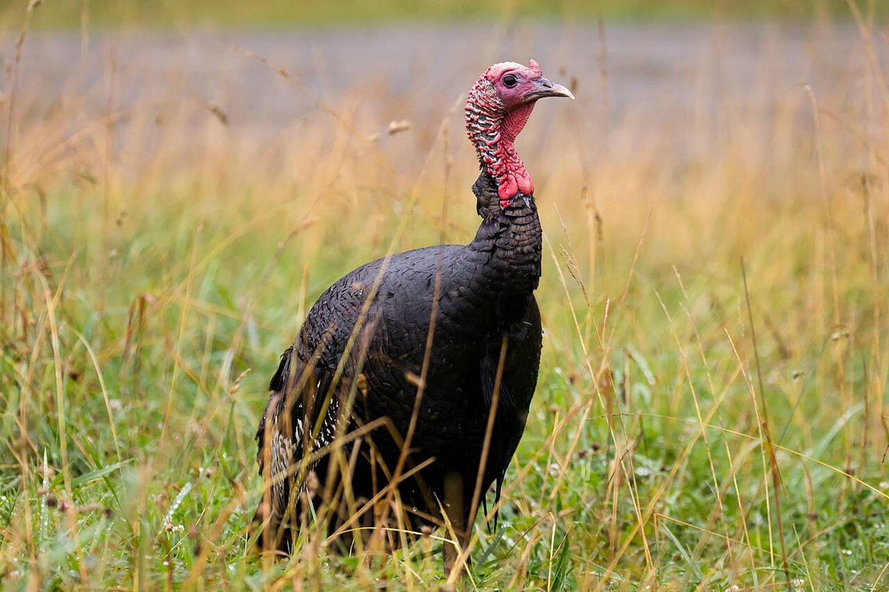Wild turkey in tall grass