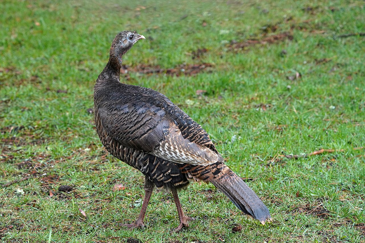 Wild turkey hen walking