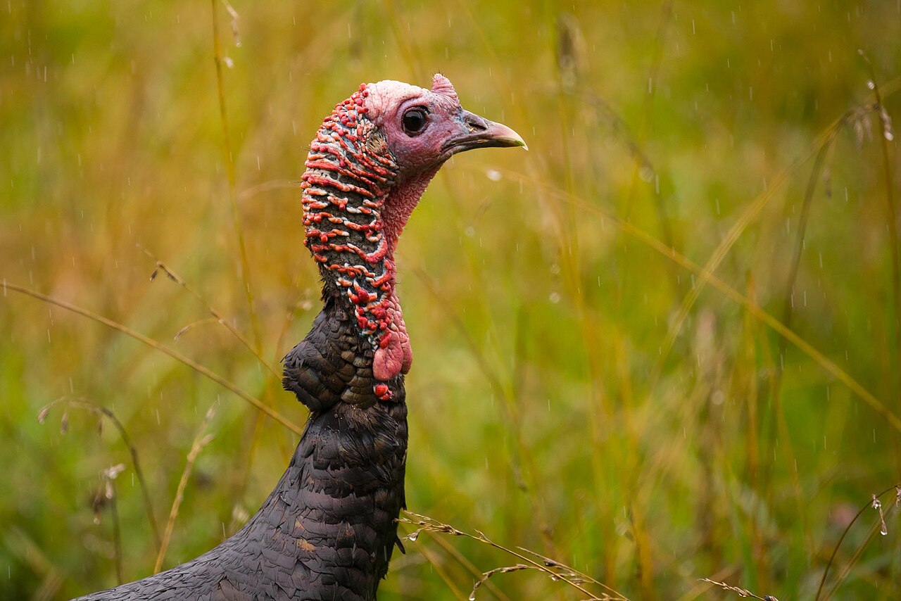 Wild turkey portrait