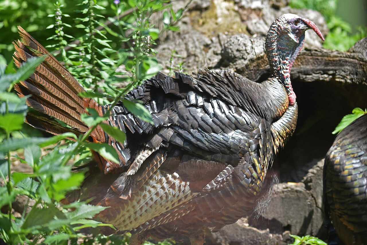 Wild turkey in cover