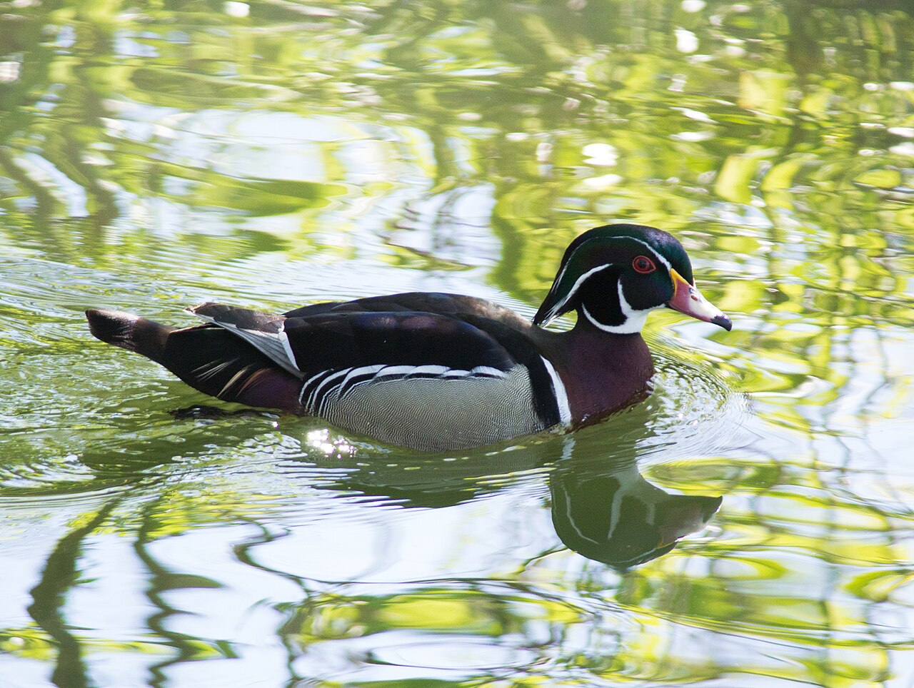 Wood duck drake on the water