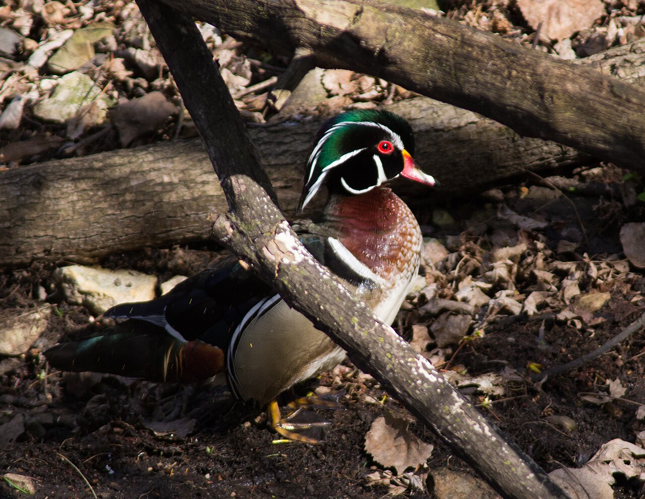 Wood duck drake in a wooded swamp