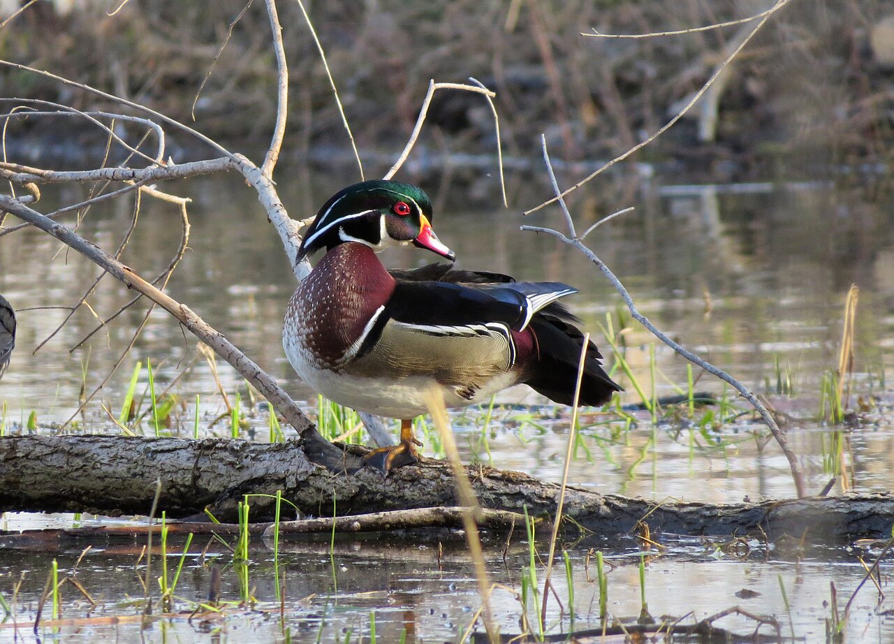 Wood duck drake perched on a log
