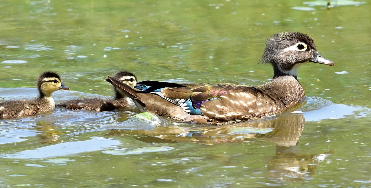 Wood duck hen with drake