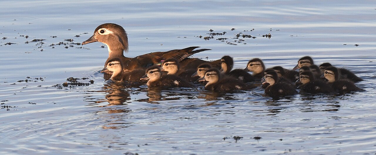 Wood duck hen with ducklings